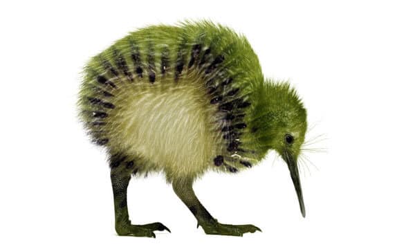 Kiwi, ¿ave o fruta?